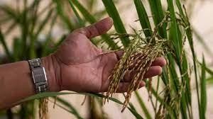 菲律宾下调大米、玉米和肉类进口税率政策延长至年底
