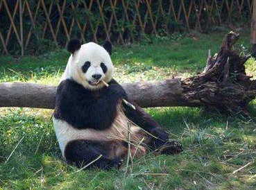 中国旅加大熊猫提前回国未成行 面临