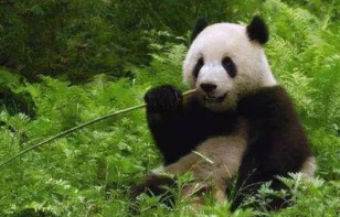 大熊猫国家公园：在生态廊道拍到野生大熊猫