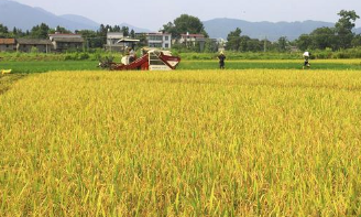 全国早稻增产 奠定全年粮食稳定生产的基础