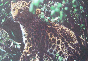 罕见！陕西一自然保护区首次拍摄到金钱豹影像