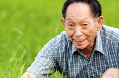 破纪录！袁隆平团队双季稻晚稻亩产911.7公斤