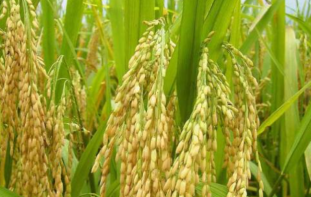“神器”助力第三代杂交水稻繁殖系种子分选