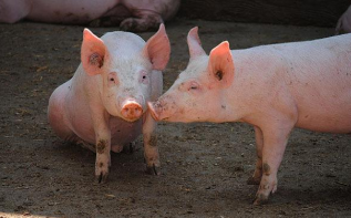 生猪价格持续下行近5个月 稳产保供力度不减