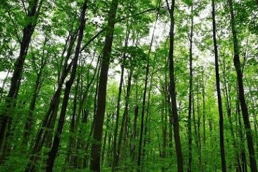 木材产量居中国首位 广西扩大对东盟林产业合作