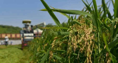 湖南：超级稻双季高产攻关早稻产量再创新高