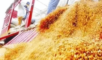 粮食主产区累计收购小麦超4000万吨 总体进度超六成