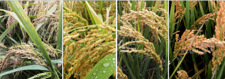 我国科学家找到调控水稻、小麦穗发芽的“开关”