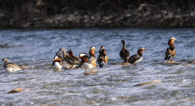 甘肃完成越冬水鸟与湿地调查 雁形目种类最多