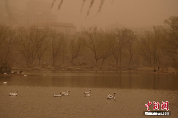 4月10日，内蒙古呼和浩特，大风沙尘天气下的青城公园。<a target='_blank' href='/'>中新社</a>记者 刘文华 摄