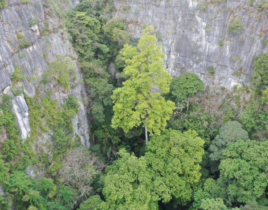 高度达72.4米 广西发现中国岩溶地区最高树