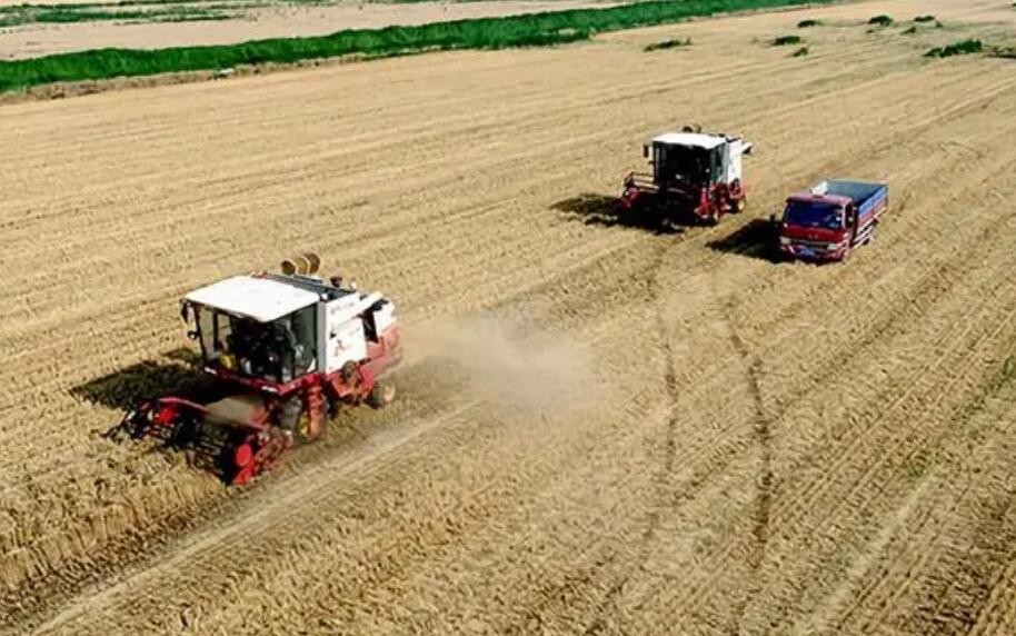 我国主产区冬小麦收获进度达4.8% 多地“虫口夺粮”夯实丰收之基