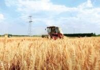 全国麦收进度达7.9% 各地全力做好抢收保障