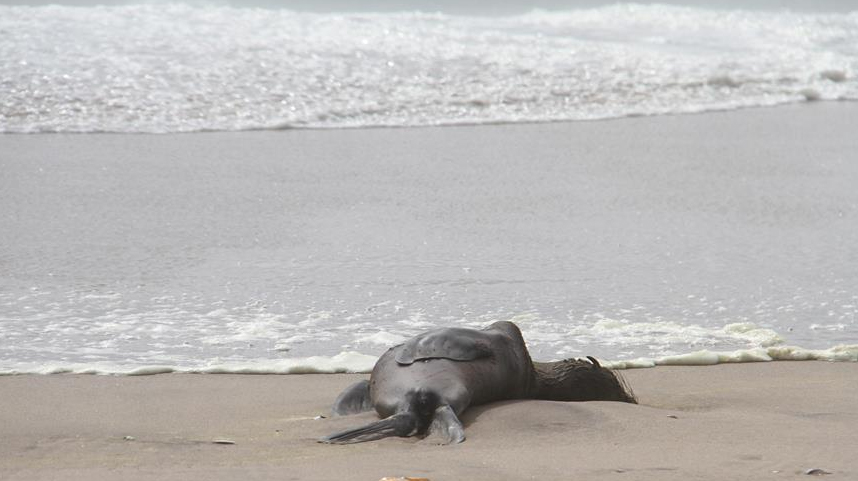 纳米比亚海岸现5000多头小海豹尸体