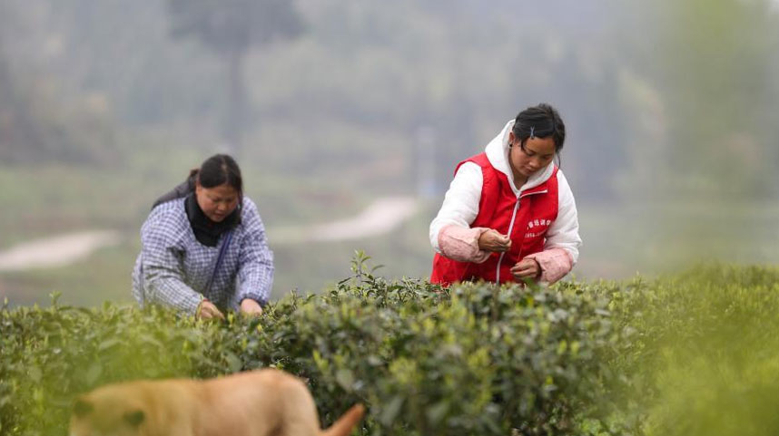 春茶采收助农增收