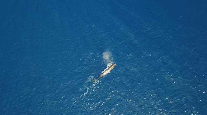 科研人员在南海连续两次发现抹香鲸群体