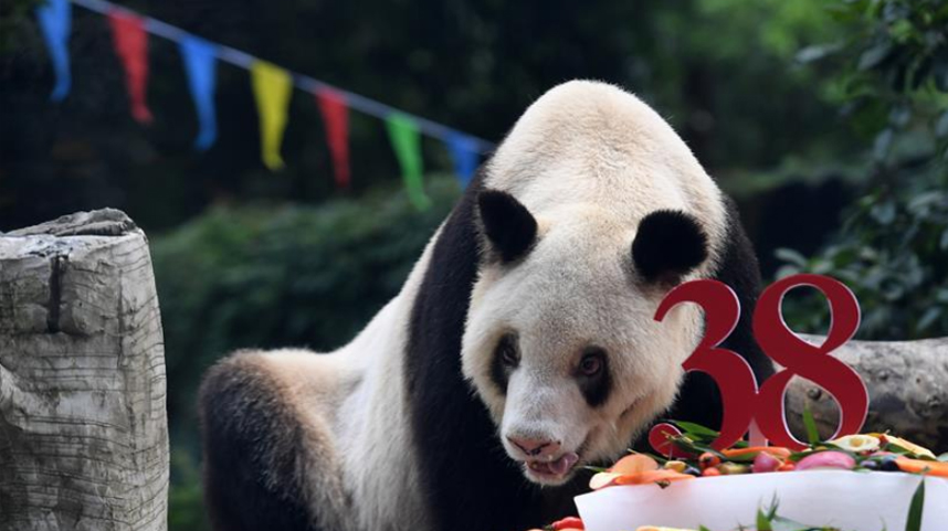 世界现存最年长圈养大熊猫迎来38岁生日