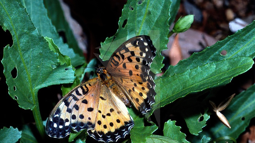 澳大利亚26种本地蝴蝶面临灭绝危险