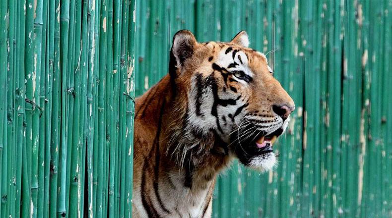 新德里动物园重新对公众开放