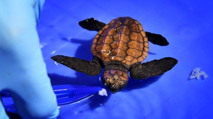 国家一级保护动物蠵龟在青岛首次人工孵化成功