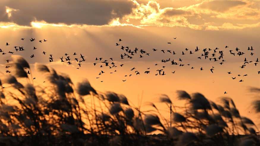 山东黄河三角洲国家级自然保护区迎来大批越冬候鸟