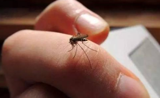 网传“驱蚊大法”有用吗？疾控专家一一破解！