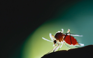 蚊子会传播哪些疾病？为何秋天蚊子更厉害