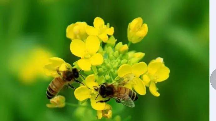 春季容易花粉过敏 不妨试试这几招来应对