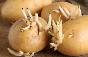 长芽变绿的土豆能吃吗？土豆应该如何保存
