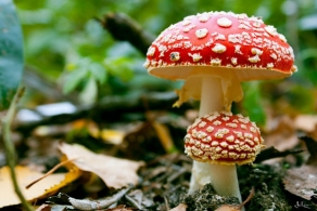 路边的蘑菇不要随便采 毒蘑菇可导致肝衰竭 