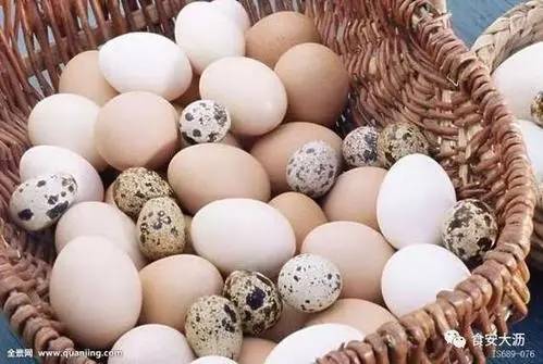 鸡蛋 鸭蛋 鹅蛋 鹌鹑蛋 营养差别这么大 不知道亏大了
