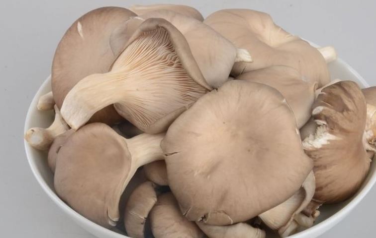一次性说清关于蘑菇“有毒”的五个谣言