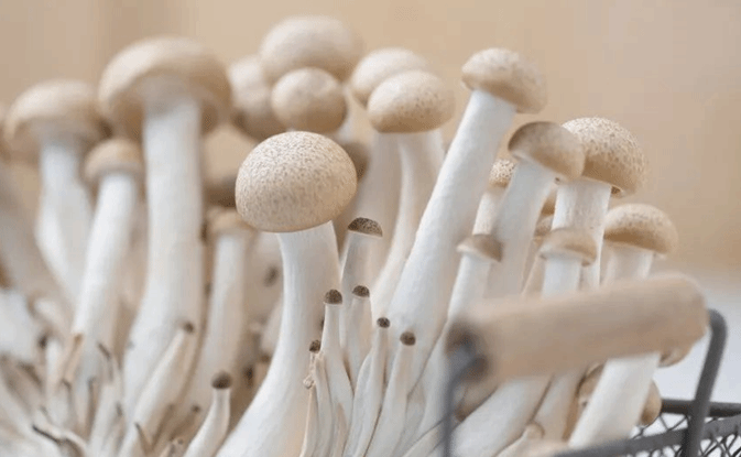 菜市场买的蘑菇真的含有甲醛吗？会危害健康吗