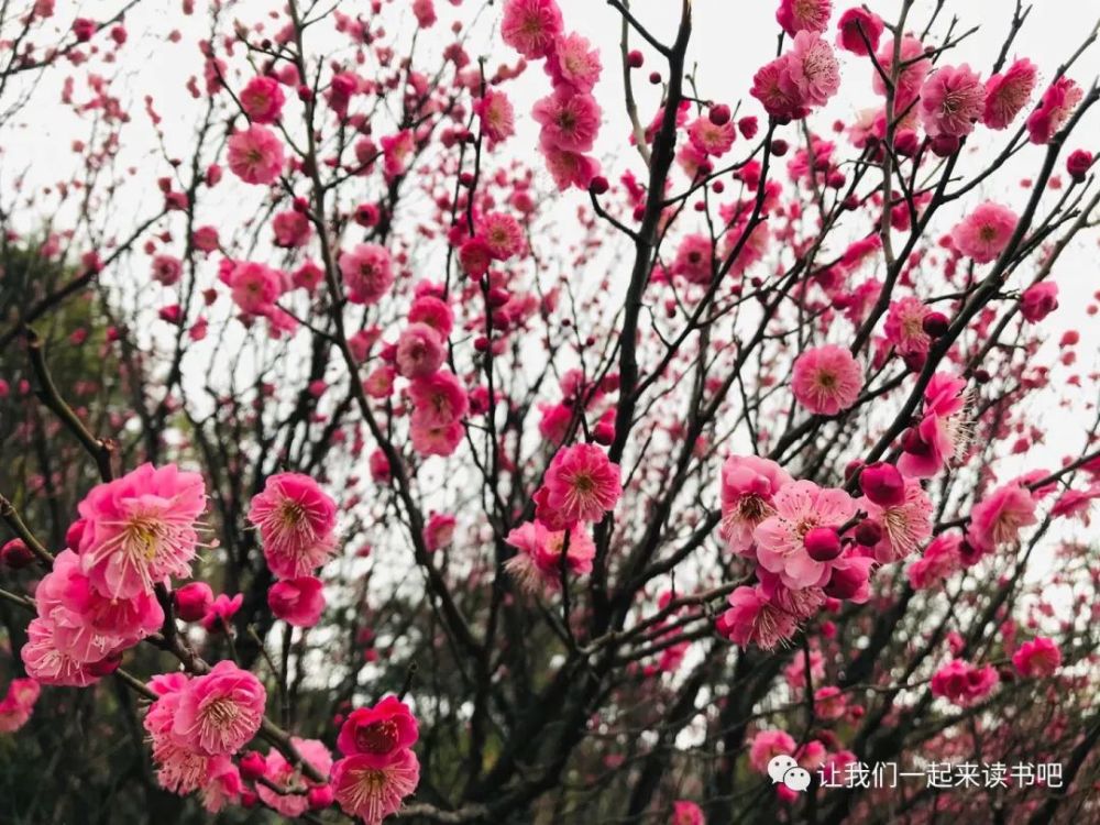 7首春雨古诗词：赏雨赏春光 感悟春天的美