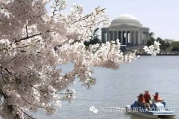 华盛顿的四月：春意盎然的樱花盛开季节