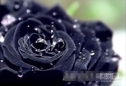 稀有品种：探索世界上极其少有的黑色玫瑰