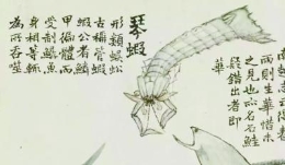 皮皮虾的形象史：《海错图谱》里被故宫雪藏