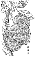 涨知识：菠萝蜜最早引入的种在广州