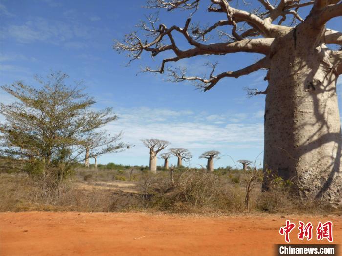 马达加斯加西南部的莫隆贝风景秀丽，象鸟曾在这里漫步，而如今可以找到它们的蛋壳化石(摄于2014年)。　James Haile　摄
