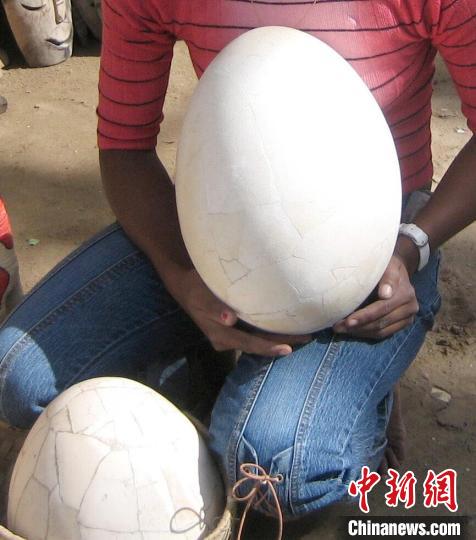 一个根据碎片重建的象鸟蛋，一些种类象鸟产的蛋重达10公斤，比恐龙蛋还大(摄于2006年)。　 Gifford Miller　摄