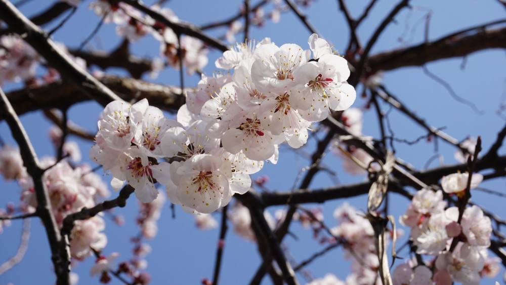 苏轼五首关于春天的名词 首至少有一个千古名句