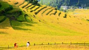 江西崇义：农业文化遗产上的丰收图景