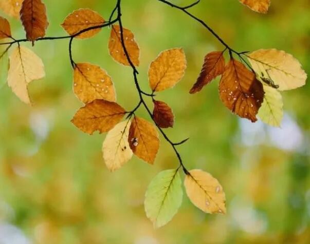 最美的叶 落在诗里 醉了整个秋天！