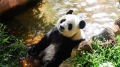 海口：大熊猫欢度“六一”